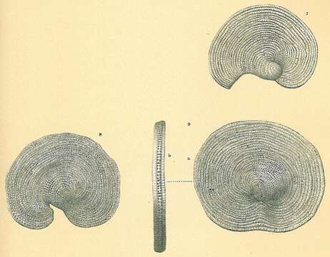 Image of Cyclorbiculina compressa (d'Orbigny 1839)