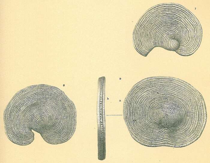 Слика од Cyclorbiculina compressa (d'Orbigny 1839)