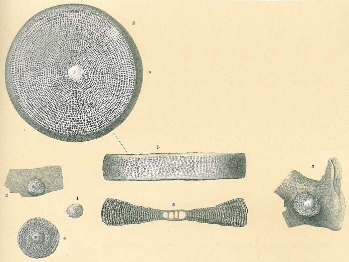 Слика од Marginopora Quoy & Gaimard ex Blainville 1830