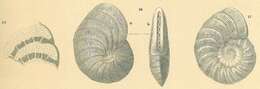 Image of Peneroplidae