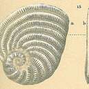 Image of Peneroplis planatus (Fichtel & Moll 1798)