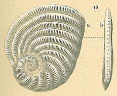 Image de Peneroplis planatus (Fichtel & Moll 1798)