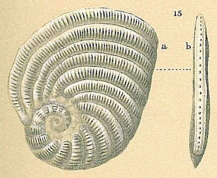 Image de Peneroplis planatus (Fichtel & Moll 1798)