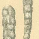 Image of Spirolina cylindracea (Lamarck 1804)