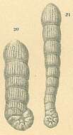 Image of Spirolina Lamarck 1804