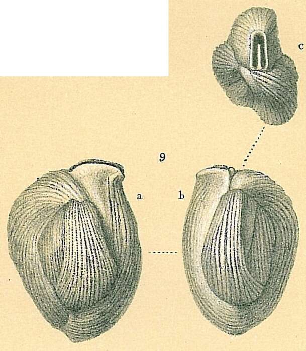 Image of Adelosina bicornis (Walker & Jacob 1798)