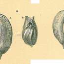 Image of Adelosina intricata (Terquem 1878)