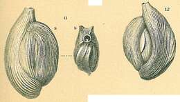 Image de Adelosina intricata (Terquem 1878)