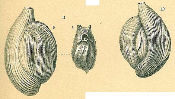 Image of Adelosina intricata (Terquem 1878)