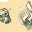 Plancia ëd Adelosina pascuaensis Koutsoukos & Falcetta 1987