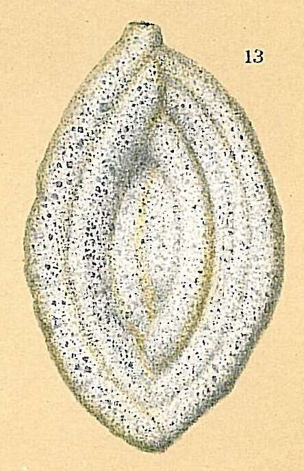 Image de Ammomassilina alveoliniformis (Millett 1898)