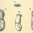 Image of Articularia lineata (Brady 1884)