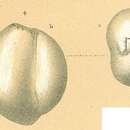 Image of Cribromiliolinella subvalvularis (Parr 1950)