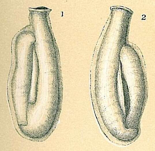 Image of Edentostomina cultrata (Brady 1881)