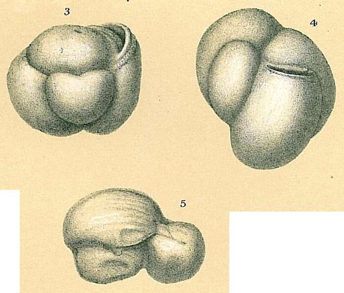 Image de Flintinoides labiosa (d'Orbigny 1839)