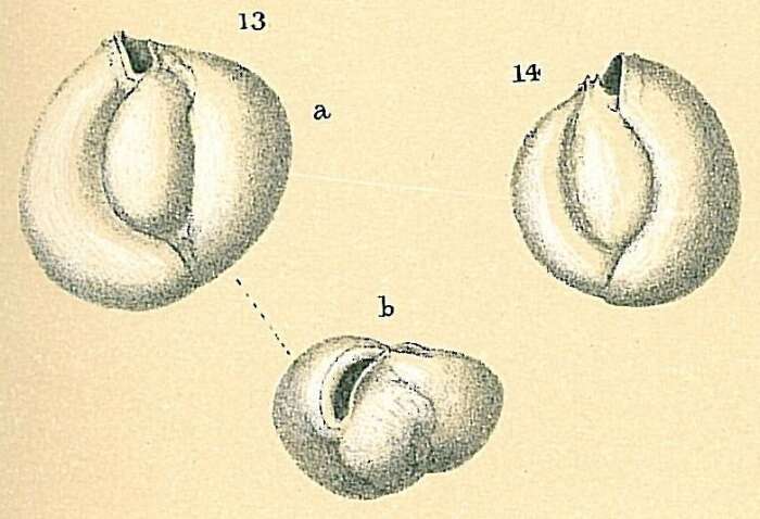 Слика од Miliolinella Wiesner 1931