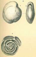 Image de Nummoloculina contraria (d'Orbigny 1846)