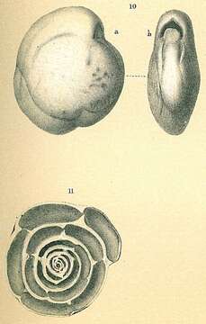 Image of Nummoloculina contraria (d'Orbigny 1846)