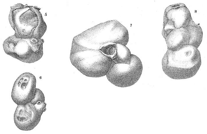 Image of Parrina bradyi (Millett 1898)