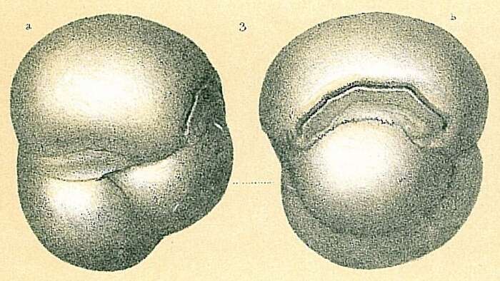 Image de Planispirinoides Parr 1950