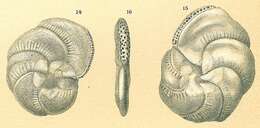 Image of Polysegmentina circinata (Brady 1881)