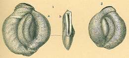 Image of Pseudomassilina australis (Cushman 1932)