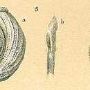 Image of Pseudomassilina macilenta (Brady 1884)