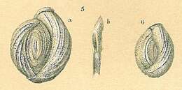 Image de Pseudomassilina macilenta (Brady 1884)