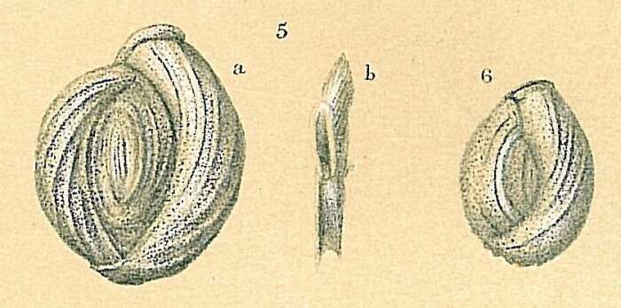 Image of Pseudomassilina macilenta (Brady 1884)