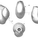 Imagem de Pseudotriloculina cyclostoma (Reuss 1850)