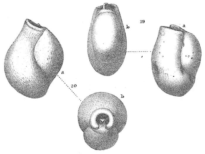 Image of Pseudotriloculina cyclostoma (Reuss 1850)