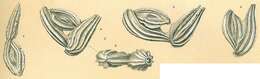 Image of Ptychomiliola separans (Brady 1881)