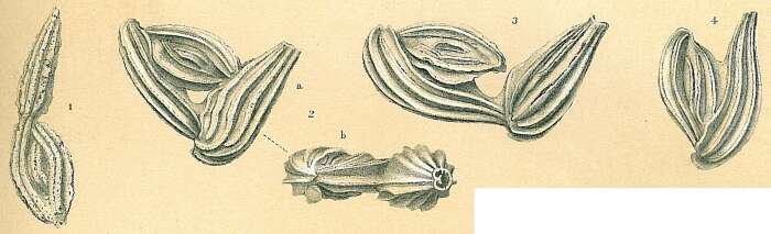 Image de Ptychomiliola separans (Brady 1881)