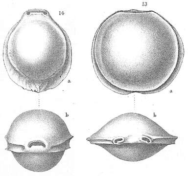 Image de Pyrgo laevis Defrance 1824