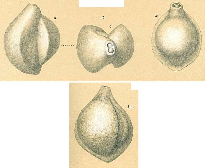 Image of Pyrgo lucernula (Schwager 1866)