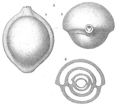 Image de Pyrgo lucernula (Schwager 1866)