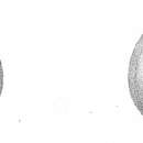 Image of Pyrgoella irregularis (d'Orbigny 1839)