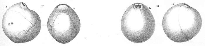 Image of Pyrgoella irregularis (d'Orbigny 1839)