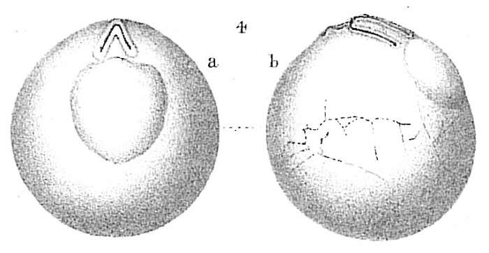 Image of Pyrgoella sphaera (d'Orbigny 1839)