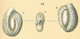 Image of Quinqueloculina boueana d'Orbigny 1846