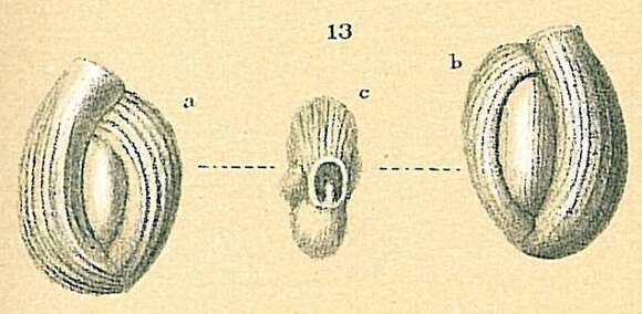 Image of Quinqueloculina boueana d'Orbigny 1846