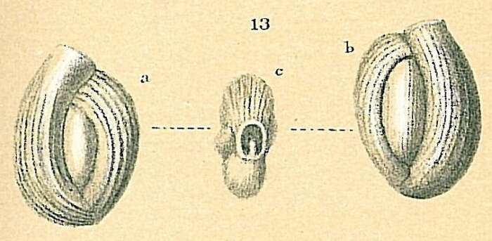 Imagem de Quinqueloculina boueana d'Orbigny 1846