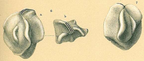 Image of Quinqueloculina bradyana Cushman 1917