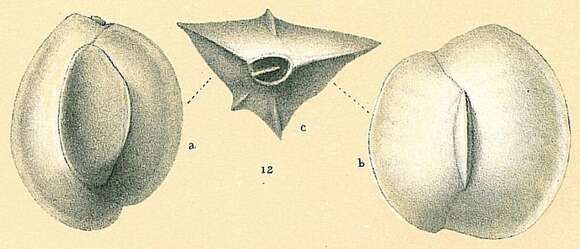 Image de Quinqueloculina lamarckiana d'Orbigny 1839