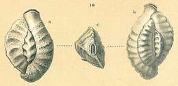 Image of Quinqueloculina parkeri (Brady 1881)