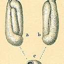 Image of Quinqueloculina tropicalis Cushman 1924