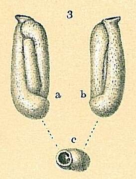 Image of Quinqueloculina tropicalis Cushman 1924