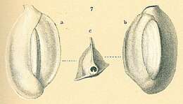 Image de Quinqueloculina venusta Karrer 1868