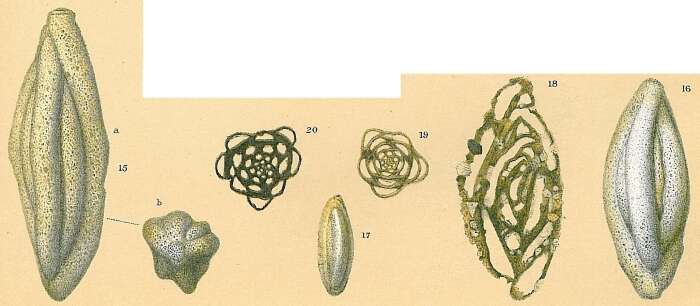 Image of Schlumbergerina Munier-Chalmas 1882