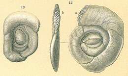 Imagem de Sigmoihauerina bradyi (Cushman 1917)